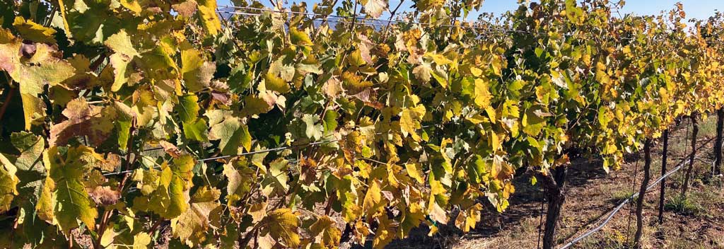 Autumn colors in the vineyard