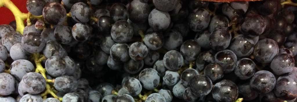 Harvested Graciano grapes clusters