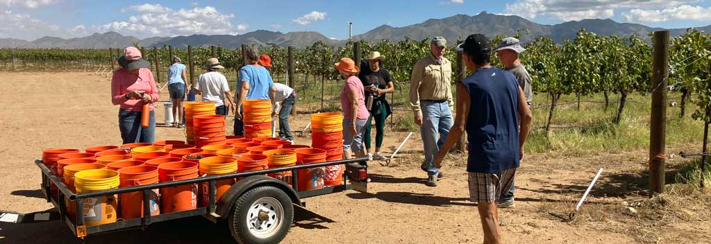 Syrah picking crew - thank you