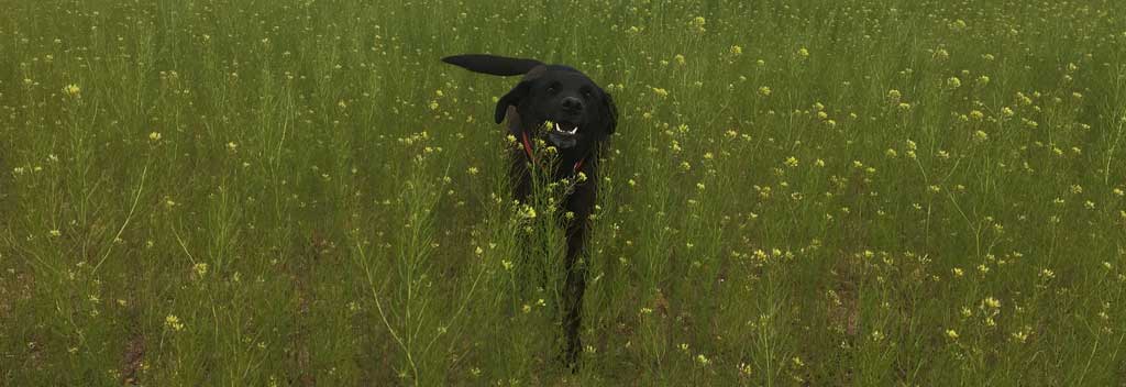 Tilly in the tall weeds