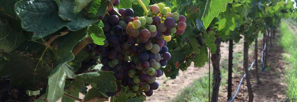 Veraison in the vineyard