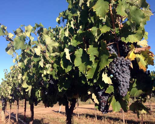 Graciano vines with ripe clusters