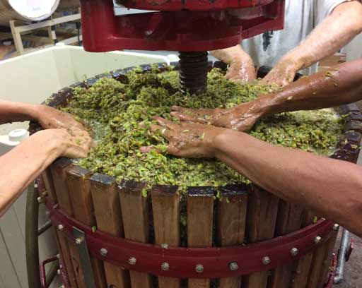Many hands pushing down white grapes in the press